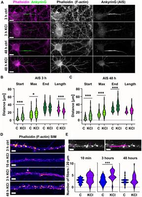 Actin polymerization and longitudinal actin fibers in axon initial segment plasticity